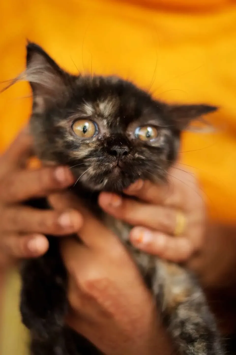 Il Vaso di Pandora — immagine 2